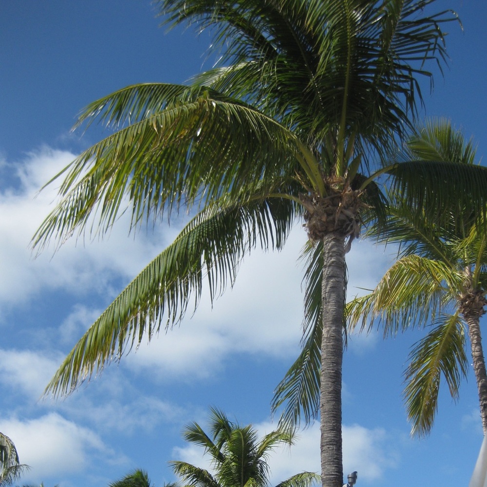 Meet your Posher, Grace